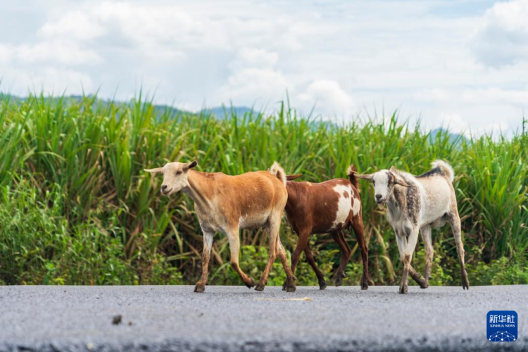 在肯尼亚，有条“蔗糖之路”