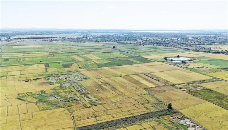 通辽：科技“吨粮田”革命_fororder_4292277_wangxia_1761660976733_s