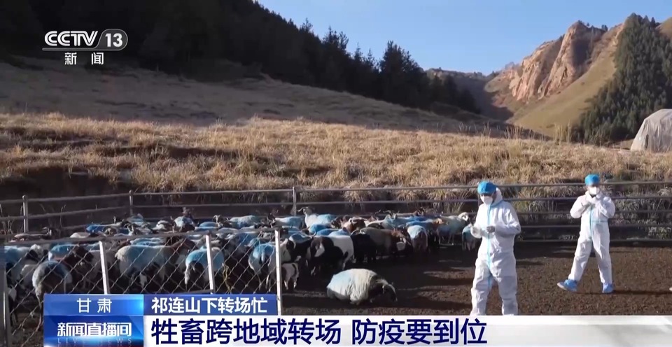 给草原放个假~祁连山20万头牛羊要下山“借牧”啦