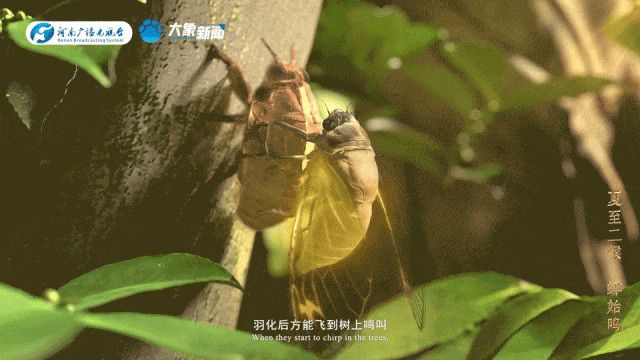 何以中国丨中国节气·夏至