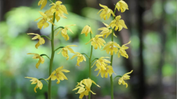 “国宝兰”大黄花虾脊兰“扮靓”湖南崀山丹霞秘境