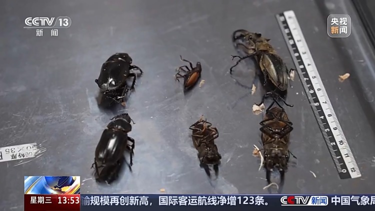 北京口岸首次截获“异宠”甲虫 今年上半年已查获外来物种531种次