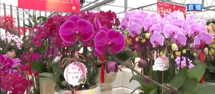 集市人气旺、年宵花争艳 “年货消费”活力充沛激发经济增长新动能