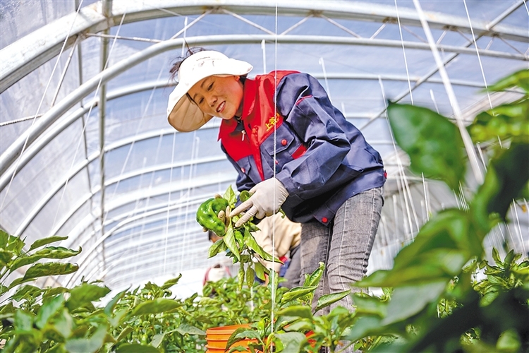 科技赋能“菜园子”—拉萨智能化大棚让市民群众的幸福感成色更足