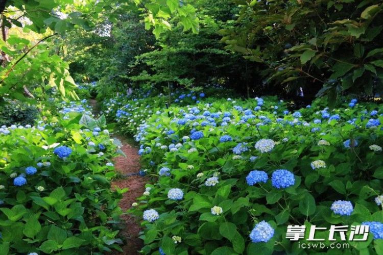 组图｜满园绣球花 等你来打卡_fororder_5