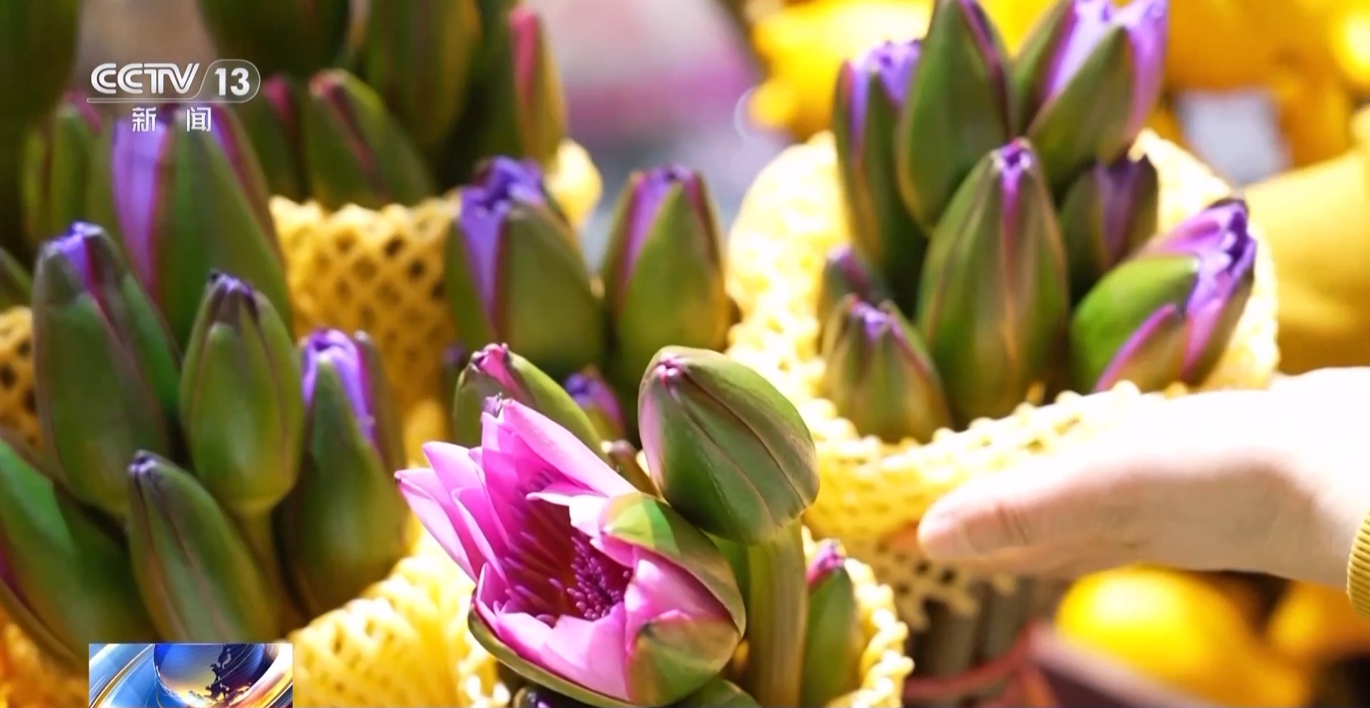 特色年宵花上新 各地畅销品种不同 你选哪一种？