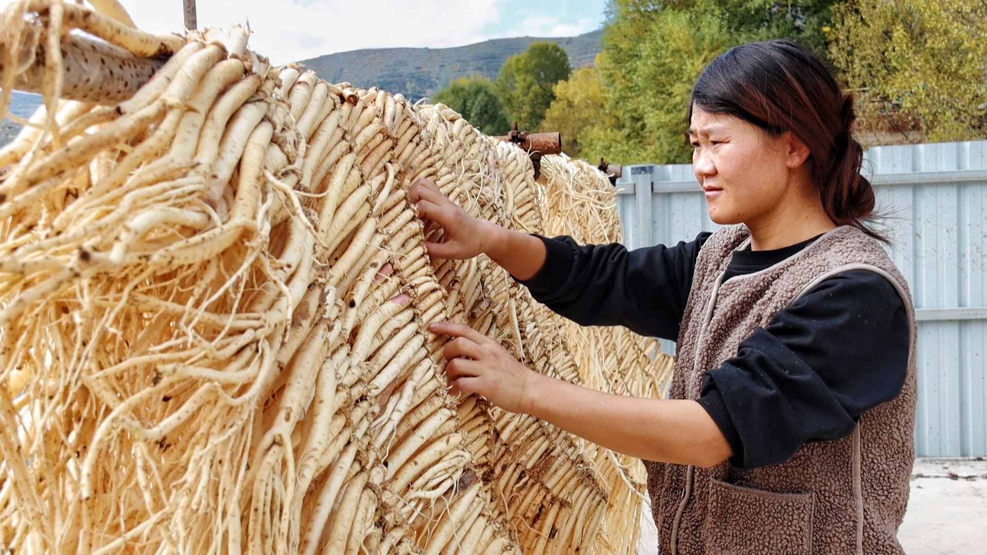 “千年药乡”岷县：从田间采挖到车间生产，中药材产业年产值超110亿_fororder_微信图片_2025-10-22_145003_852