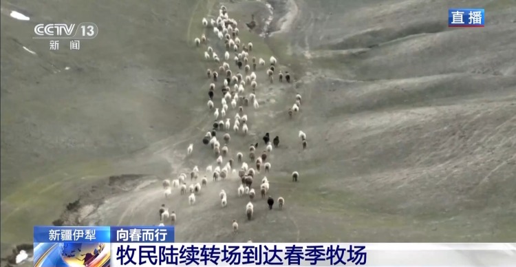羊咩咩穿上了高科技“新衣”！来看新疆伊犁河谷牲畜春季转场