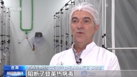 视频丨巴西科学家“以蚊治蚊”应对登革热疫情