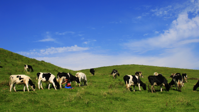 Nanshan Pasture in Hunan Promotes High-Quality Dairy Development Through Technological Innovation