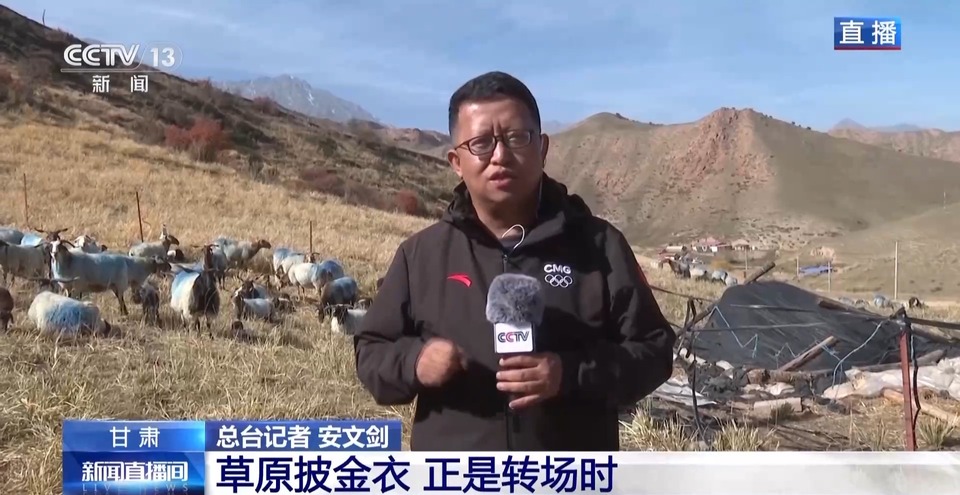 给草原放个假~祁连山20万头牛羊要下山“借牧”啦