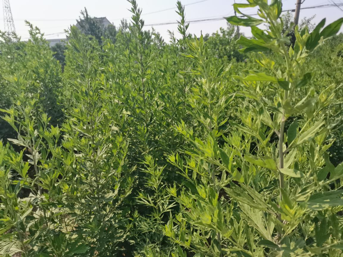 蚌埠市五河县东刘集镇：艾草飘香致富路 乡村振兴谱新篇_fororder_艾草飘香致富路1