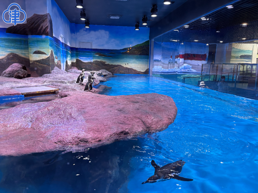 萌趣登场！7只小企鹅亮相天津动物园