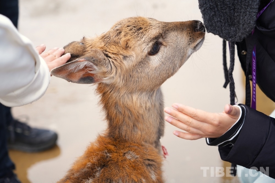 【牢记嘱托 共建美丽新西藏】娘蒲乡样本：一只梅花鹿“驮”起的乡村振兴链