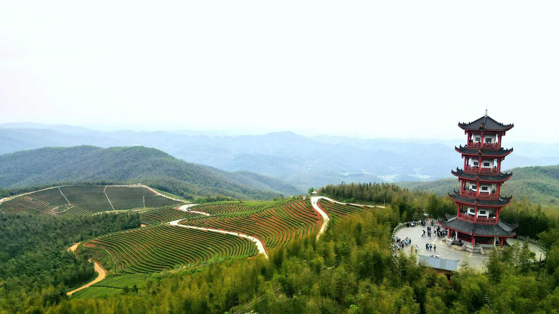 竹海茶飘香_fororder_图片1