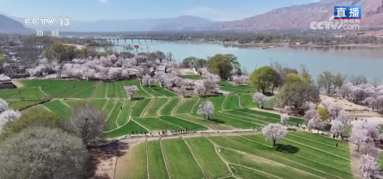 科技加持让春日麦田“节节高” 农旅融合激活乡村经济“步步高”