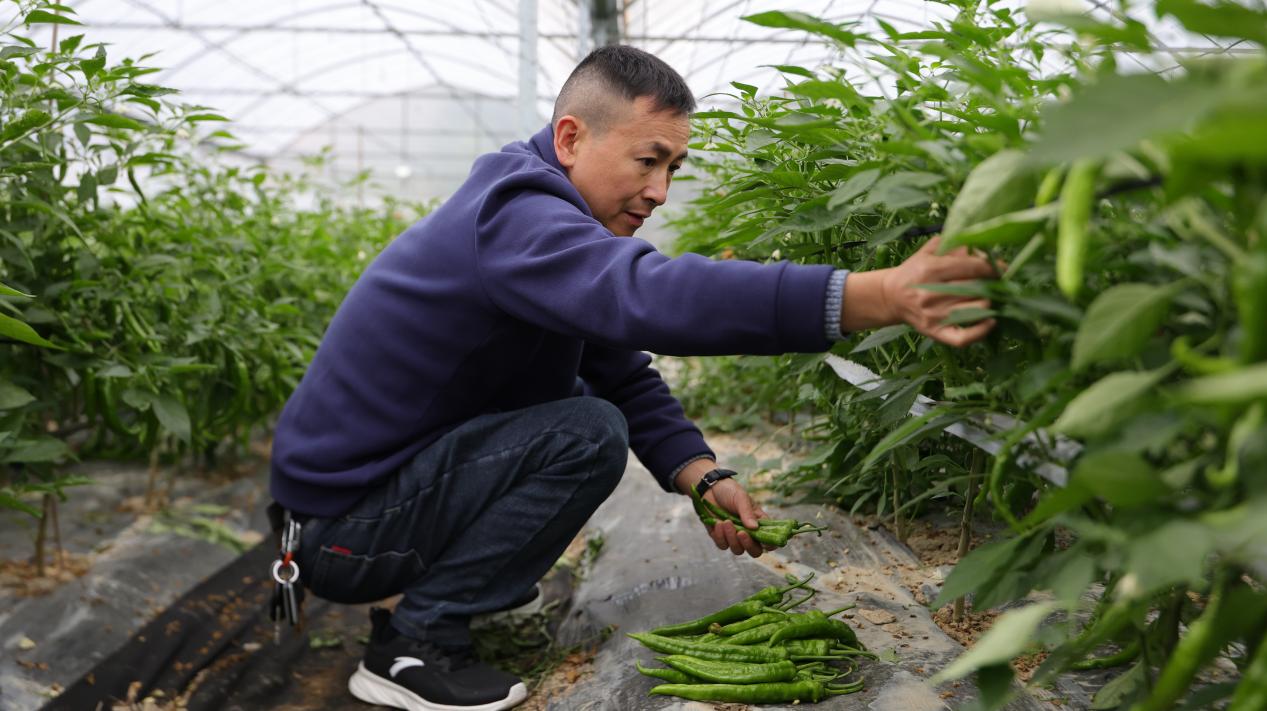 湖南衡山县秋延辣椒亩产达6000斤