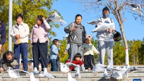 秋日乌海 人鸥同乐