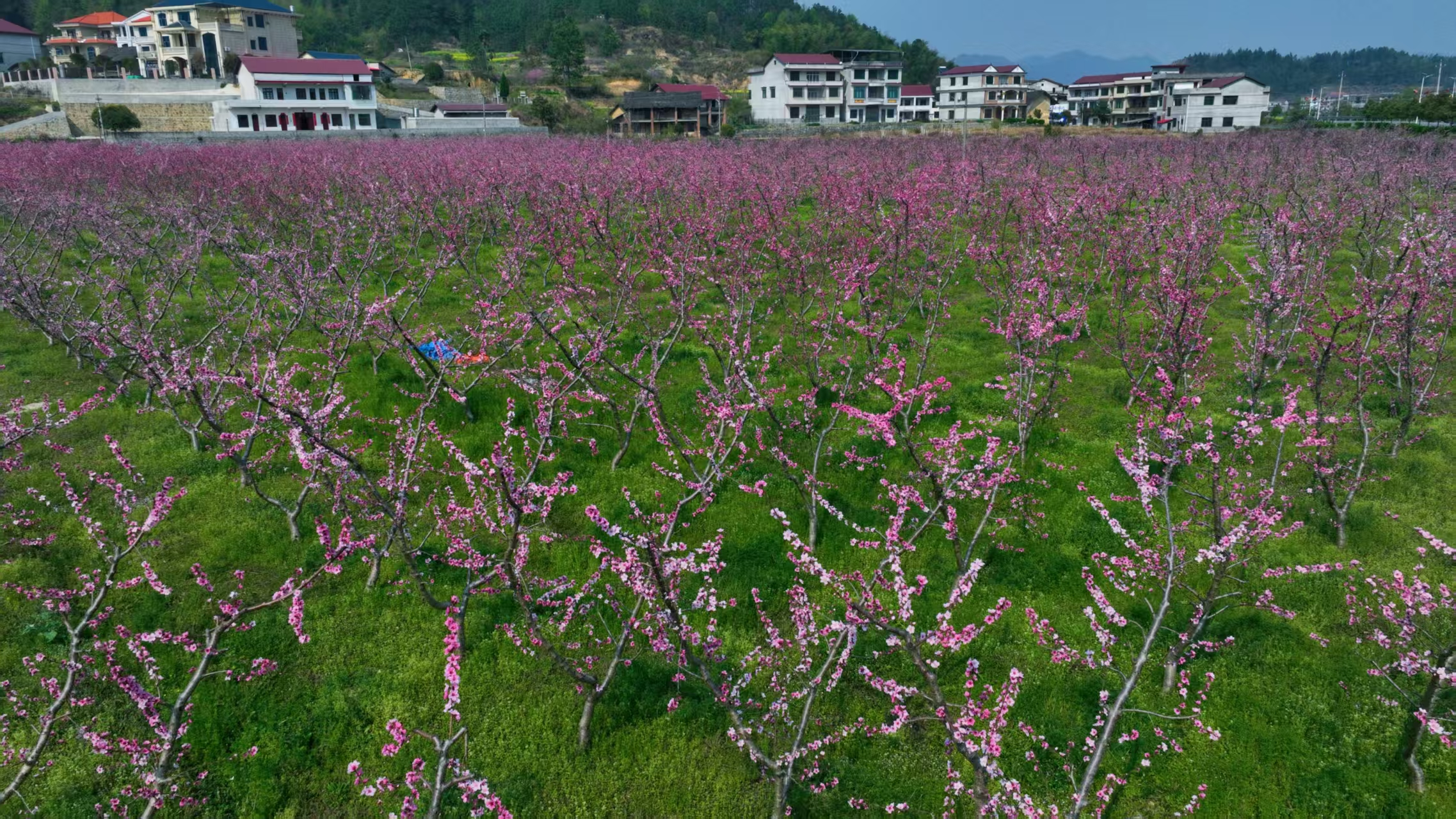 四百余亩花海绘就新邵春日胜景_fororder_图片5