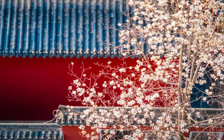 文化中国行·文博日历丨早春玉兰开 一起到全国古迹去追花（附打卡攻略）