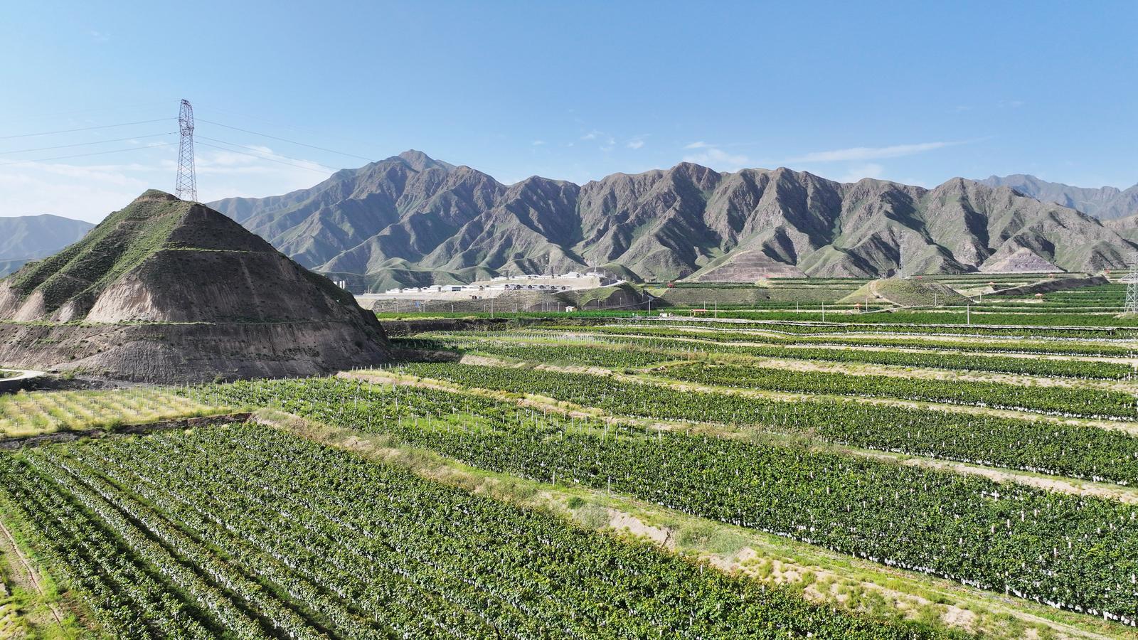 临夏永靖县城北新村：葡萄满枝头 甜蜜迎丰收_fororder_1