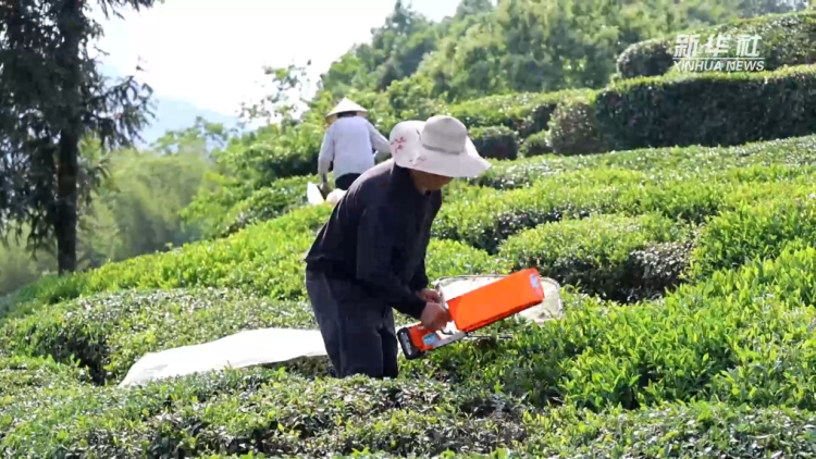 一叶话三变 茶韵焕新生_fororder_茶香4