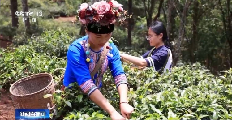 “左手咖啡右手茶” 两张产业名片助力云南经济腾飞