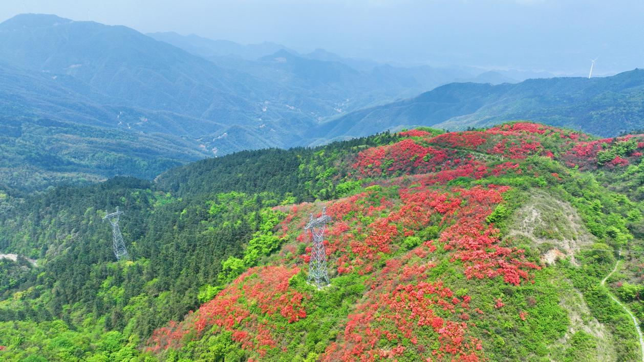 千亩映山红绵延湖南新邵岳坪峰_fororder_图片6