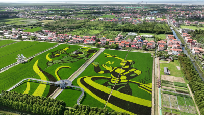 120-Mu Rice Paddy Paintings on Hengsha Island, Shanghai, Enter Peak Viewing Season; Reliable Power Services Support Rural Cultural Tourism