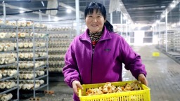 天水市清水县：食用菌产业“多点开花”乡村振兴“菇”舞人心