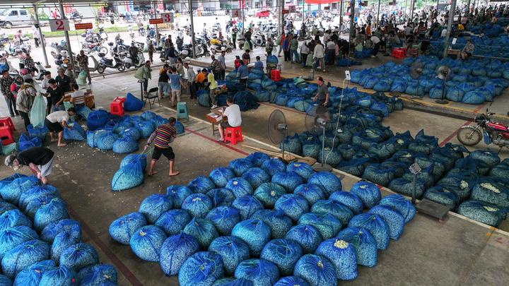 宝藏之城丨这座小城的茉莉花香飘世界
