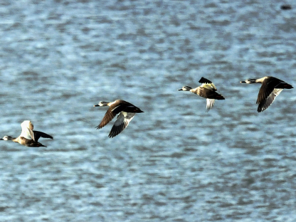 Qian'an, Tangshan:The Water City Welcomes Bird-Watching Season