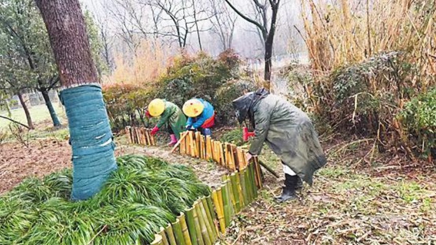 大蜀山“淘汰”毛竹变身生态围挡