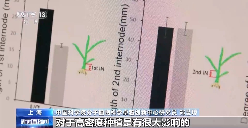天上的水稻吃起来更甜？一起了解“太空水稻”和普通水稻的不同点