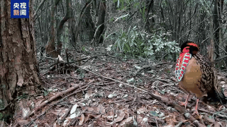 求偶热舞、猛兽撒糖、雨林遛娃……地球频道的动物顶流都在这→