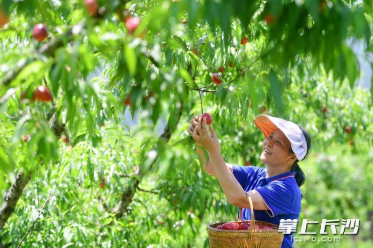 大围山早桃上市_fororder_066addd53acb5d2dc5e4db5a38fb5727watermark16823019b6db84