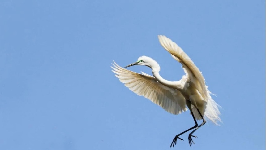 甘肃兰州：白鹭在兰州石化安了家