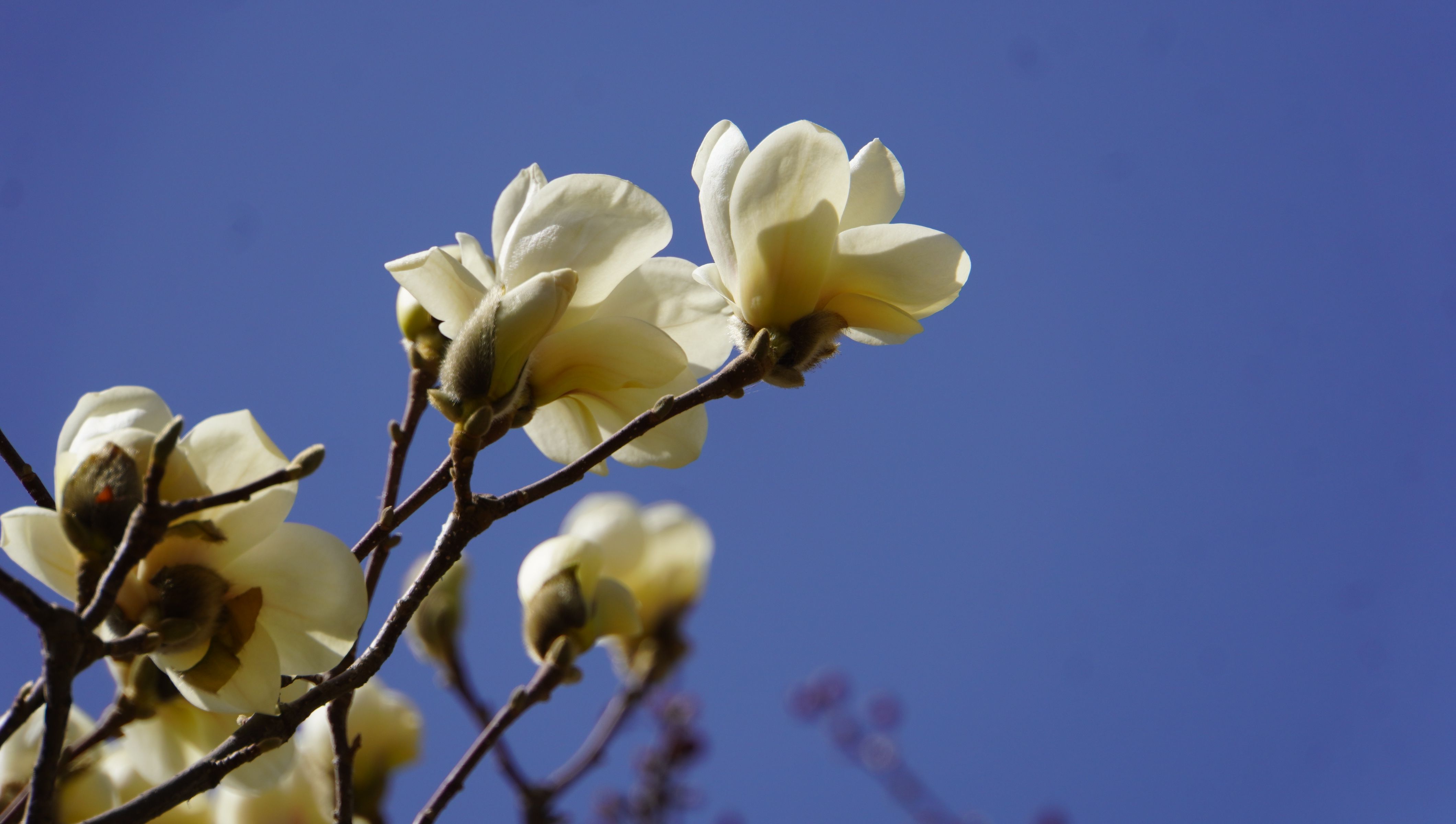 金城春信至 繁花绘盛景_fororder_DSC00615.JPG