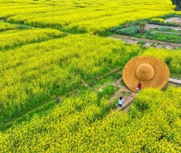 美丽中国丨重庆潼南：油菜花开迎客来