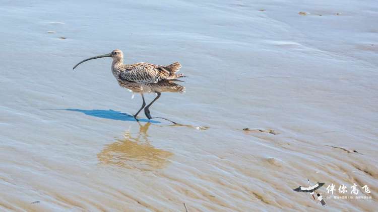 候鸟翔集辽宁丹东鸭绿江口