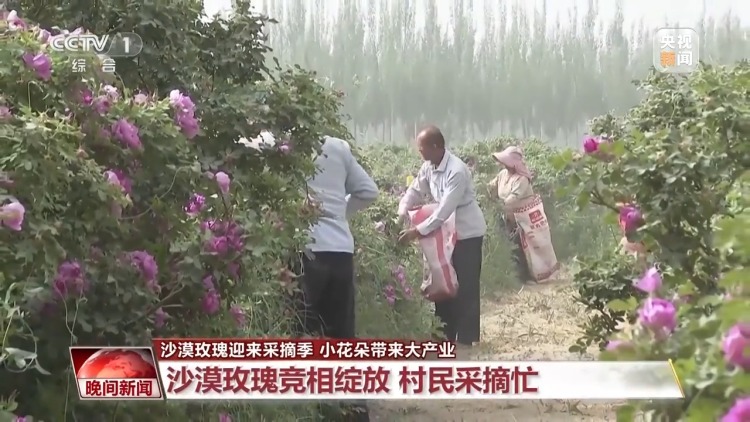 既防风固沙又助农增收 沙漠玫瑰带动多产业发展