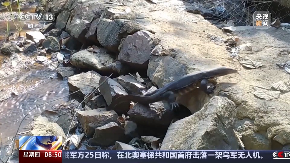 新物种75种！海南热带雨林国家公园持续“上新”