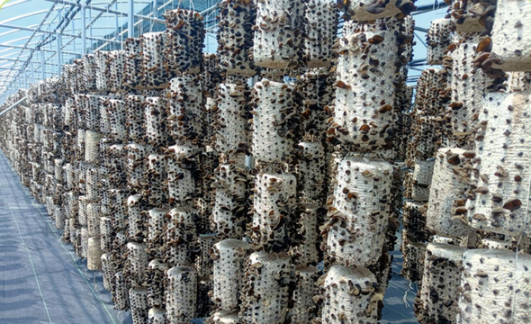 天水清水：白沙镇“五项举措” 打造食用菌产业龙头乡镇_fororder_木耳菌棒(1)