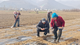 科技赋能药乡振兴 校地协同助农增收——甘肃农业大学专家扎根定西市岷县服务春耕生产