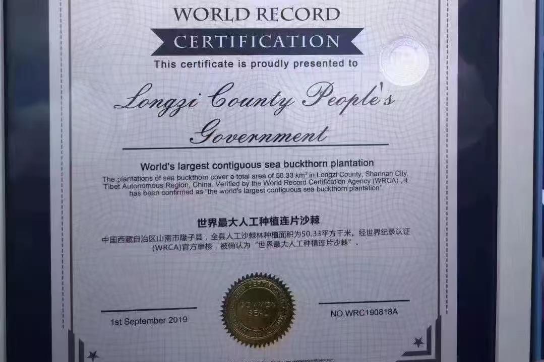 辉煌60载 魅力新西藏丨从“黄沙窝”到“绿长城” 世界最大人工沙棘林在雪域高原上书写生态奇迹