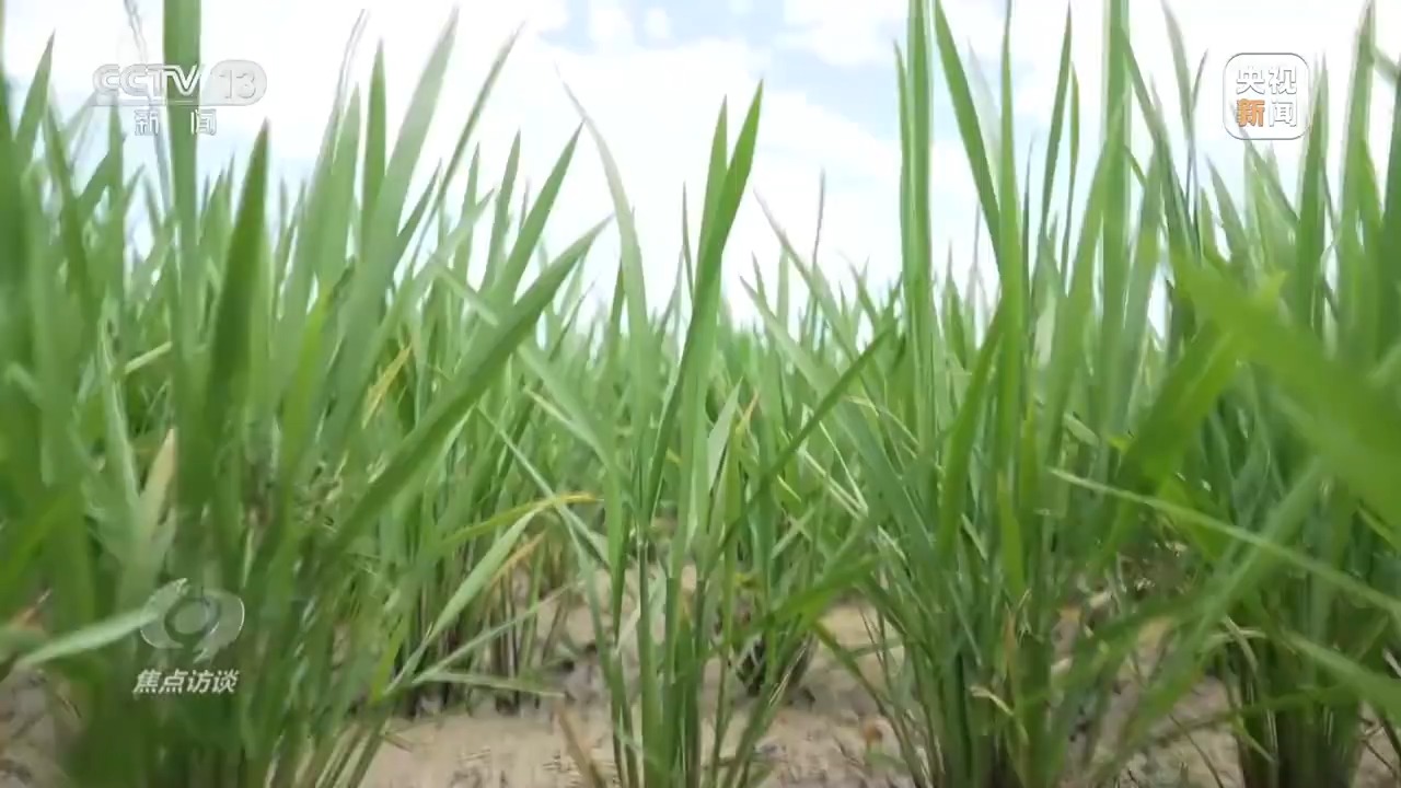 焦点访谈丨良田+良种+良机+良法 来看各地保丰收秘籍