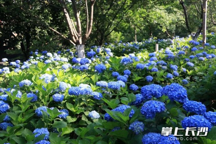 组图｜满园绣球花 等你来打卡_fororder_1