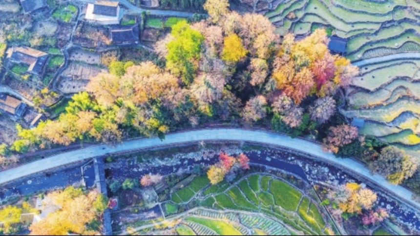 2025湖南茶业科技创新论坛研讨湘茶如何实现高质量发展