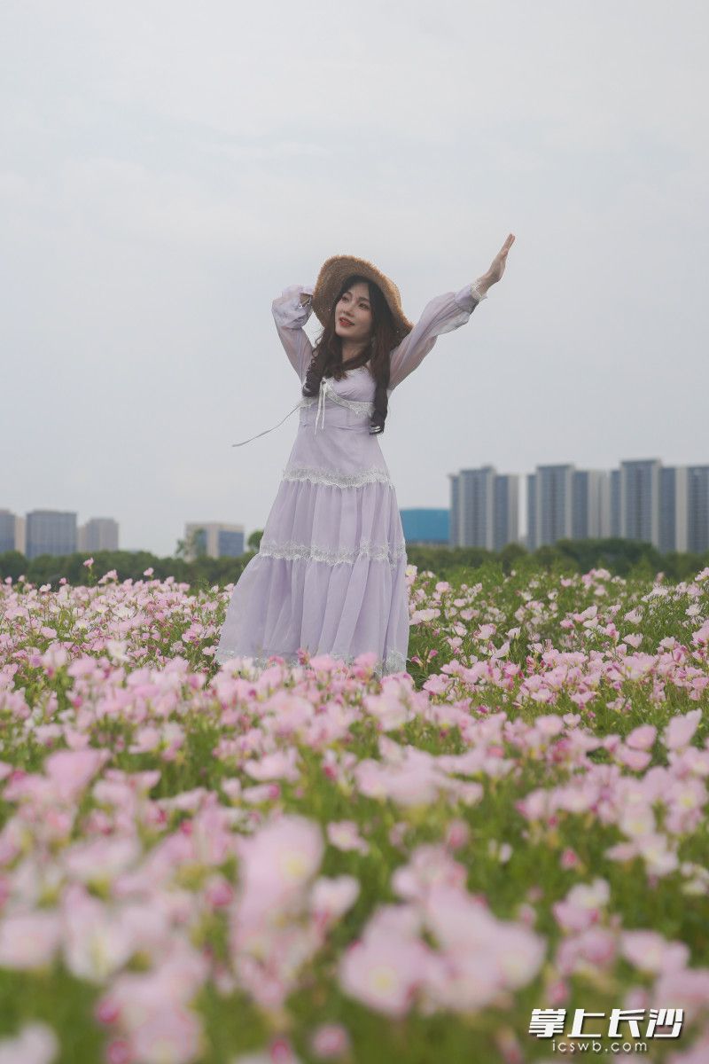 组图丨“莫奈花园”空降洋湖！千亩粉白月见草编织星城春日童话_fororder_9