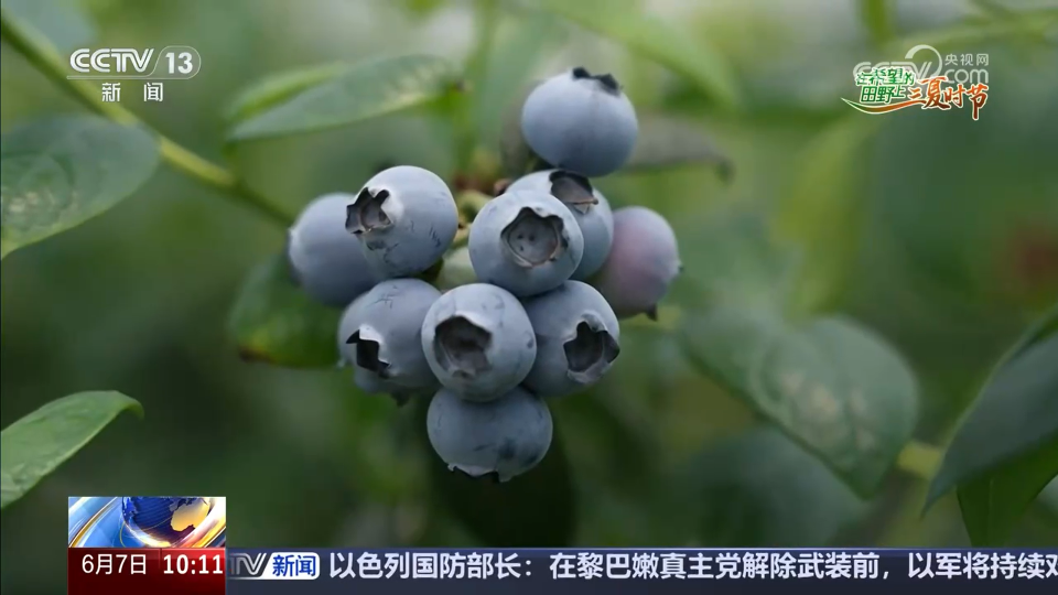 桃香满园、蓝莓压枝 麦熟时节水果也丰收 产业路宽富农家